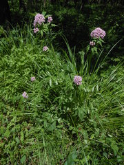 Valeriana amurensis