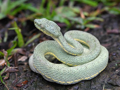 Bothrops bilineatus