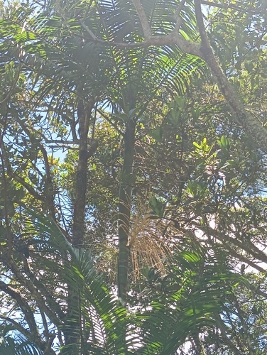 Foto de Palmito-juçara
