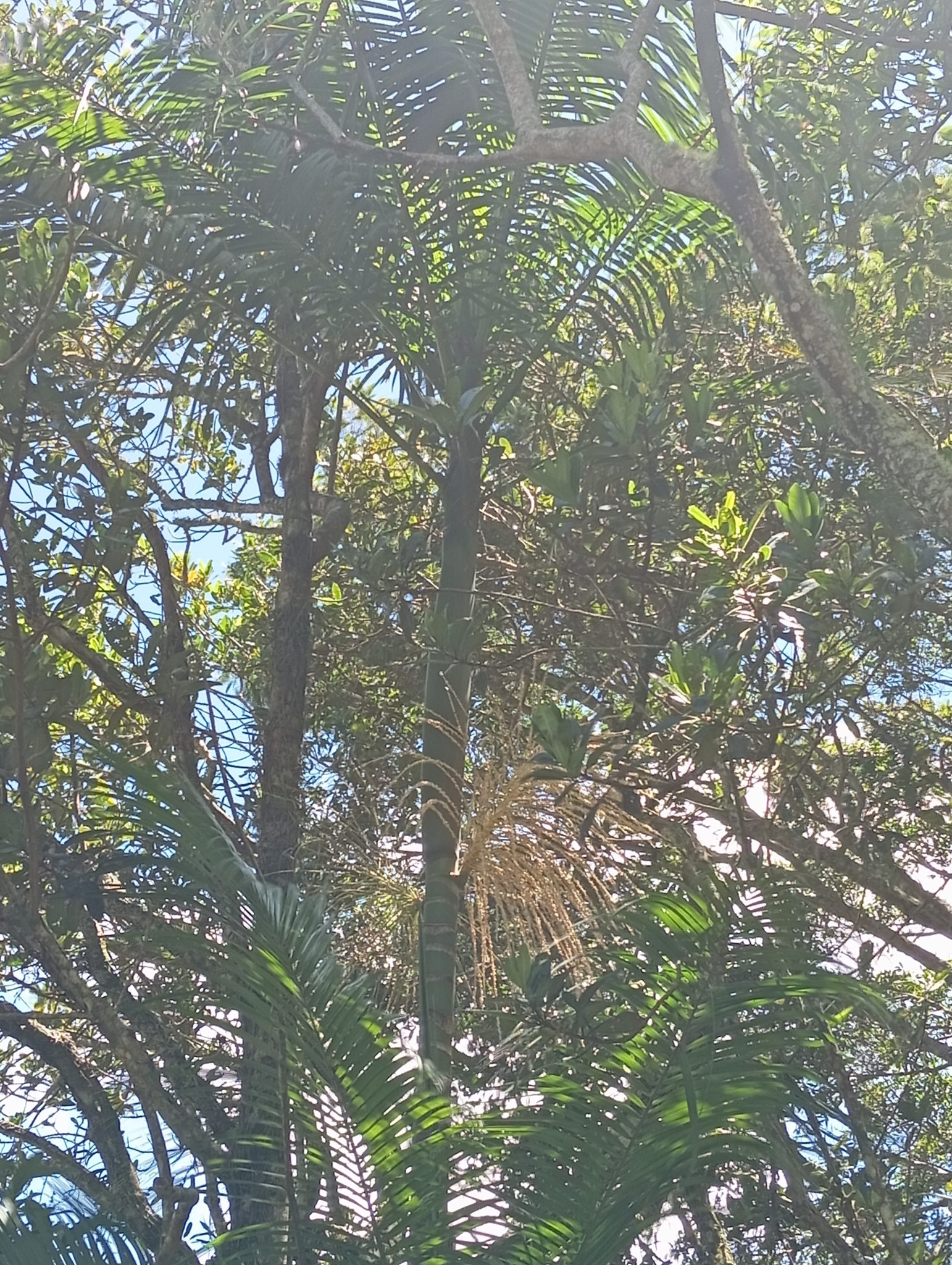 Imagem de Palmito-juçara