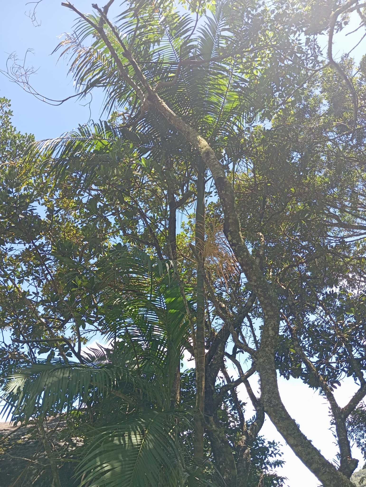 Imagem de Palmito-juçara