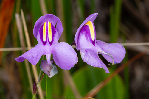 Utricularia reniformis, photograph 6