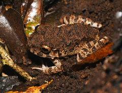 Oreobates quixensis