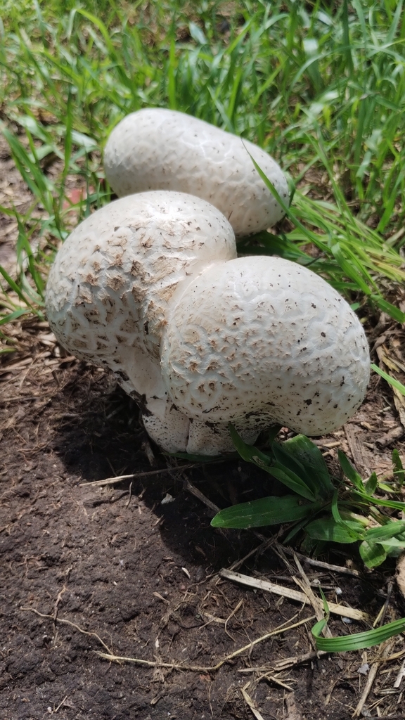 Calvatia cyathiformis · December 2023 · photo: © luiscapeletti (iNaturalist, cc0)