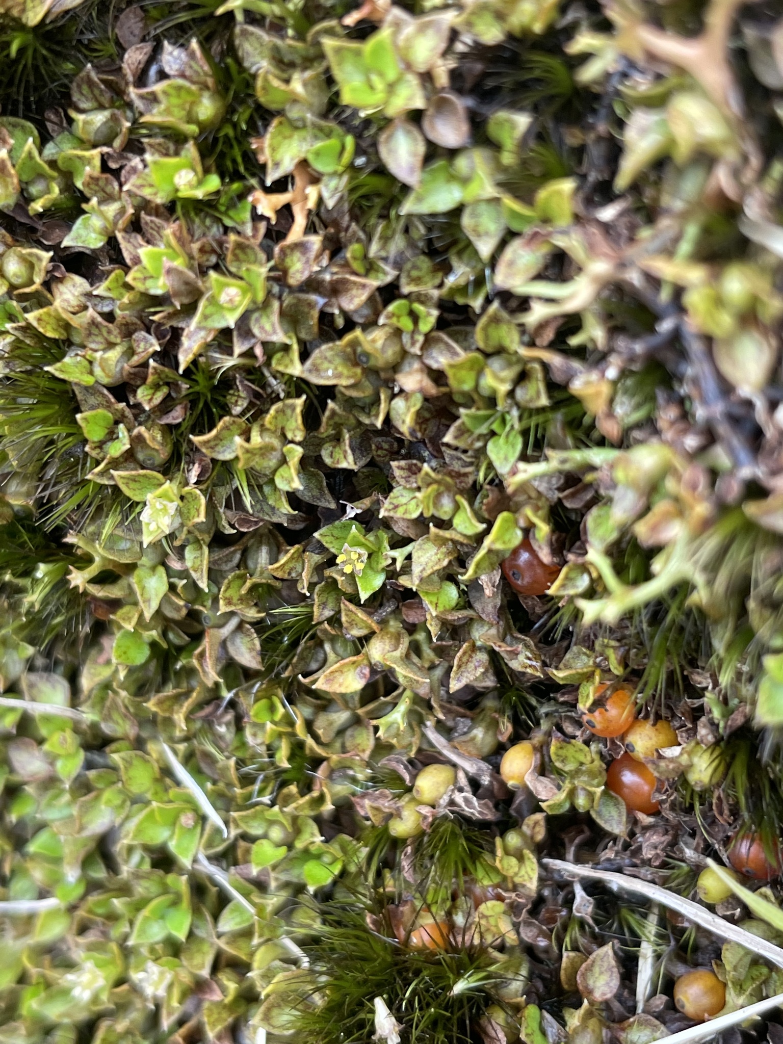Imagem de Planta-dinheiro