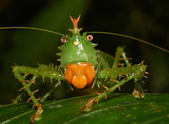 Panacanthus cuspidatus