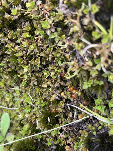 Foto de Planta-dinheiro