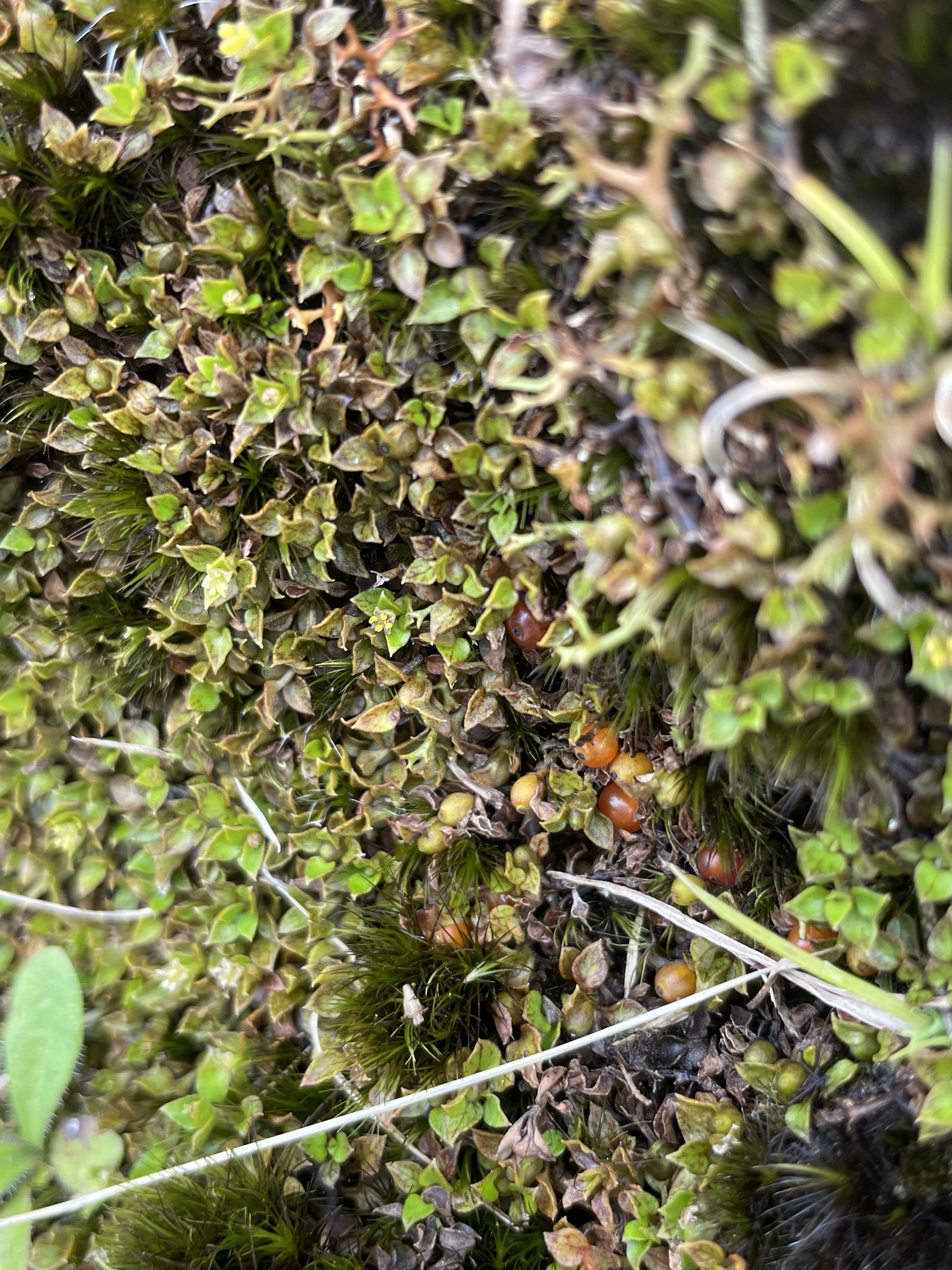 Imagem de Planta-dinheiro