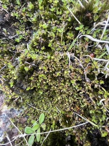 Foto de Planta-dinheiro