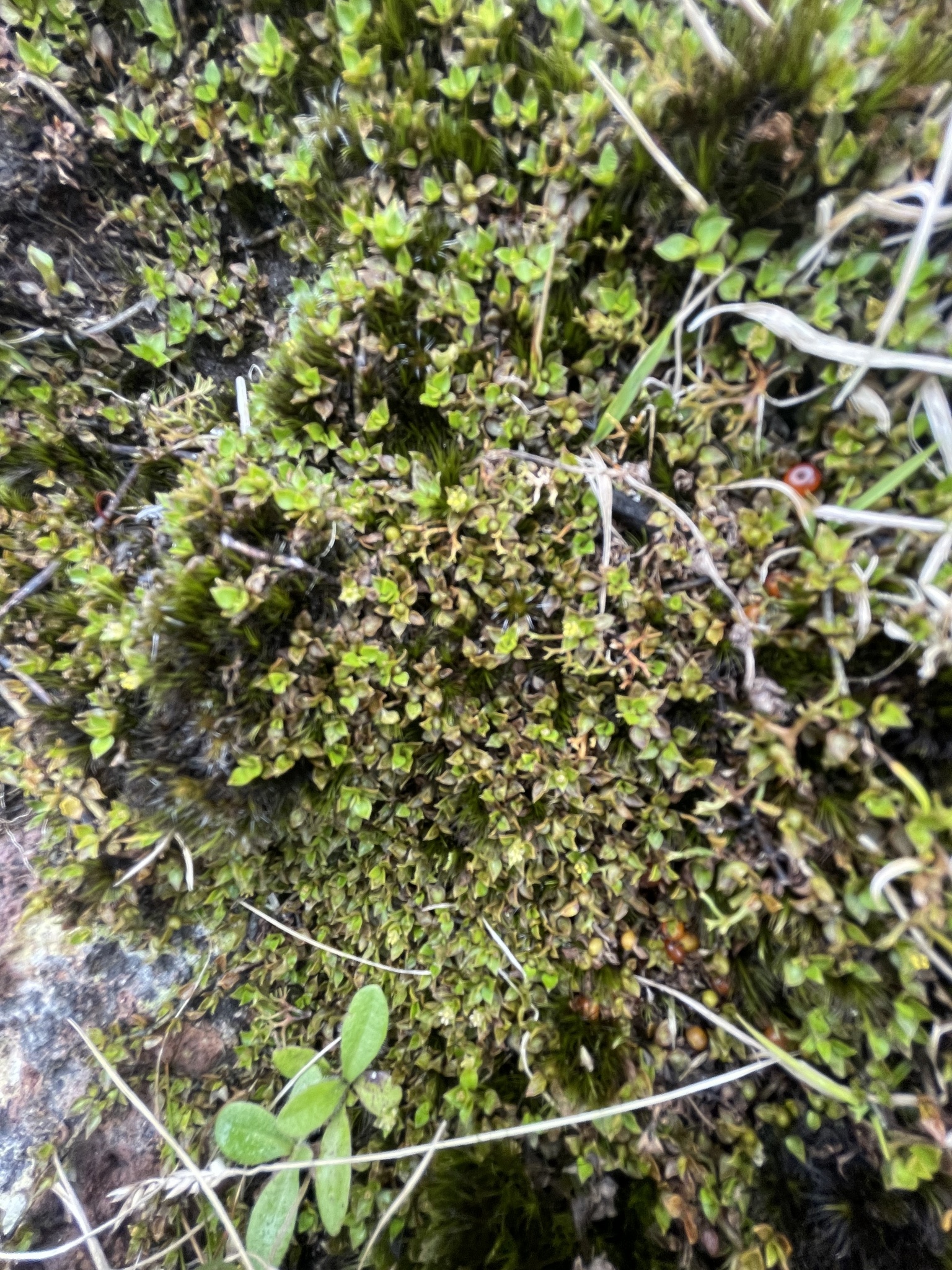 Imagem de Planta-dinheiro