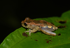 Dendropsophus brevifrons