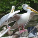 Pink-backed Pelican - Photo (c) Chriest, some rights reserved (CC BY-NC-SA)