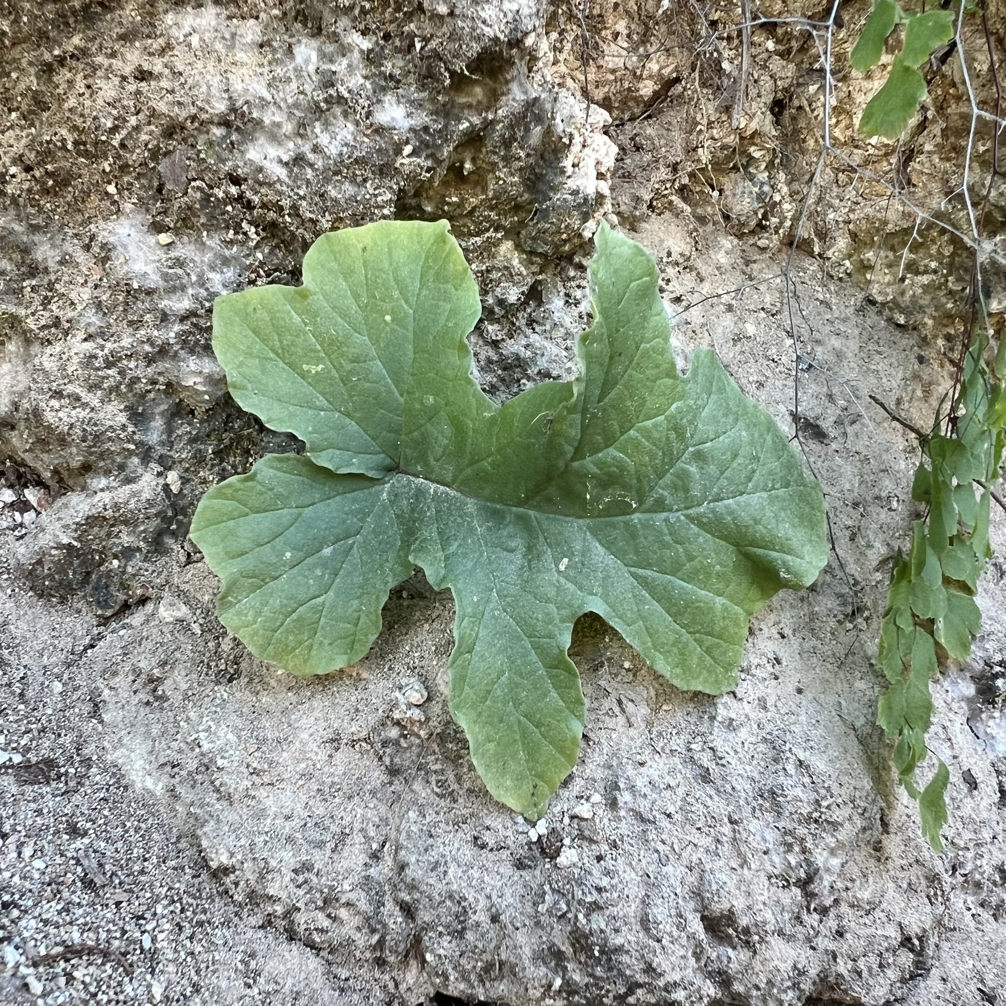 Imagem de Cará-de-pedra
