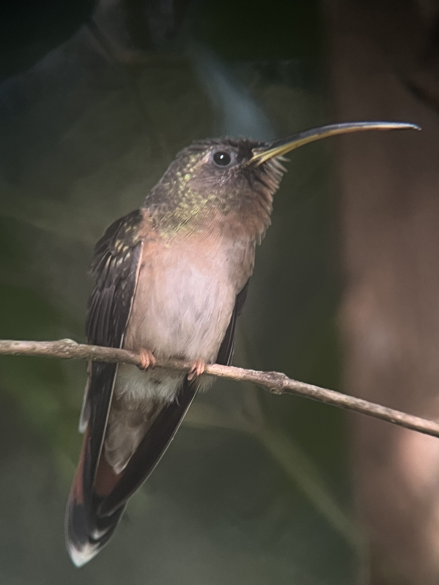 Bronzy Hermit (Glaucis aeneus), photo 6