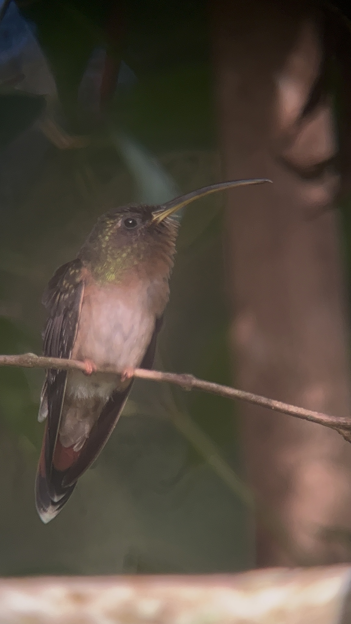 Bronzy Hermit (Glaucis aeneus), photo 7
