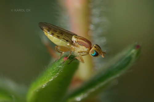 Meromyza variegata