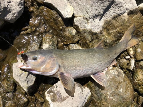 Hardhead (Mylopharodon conocephalus) — Cyprinidae — 5