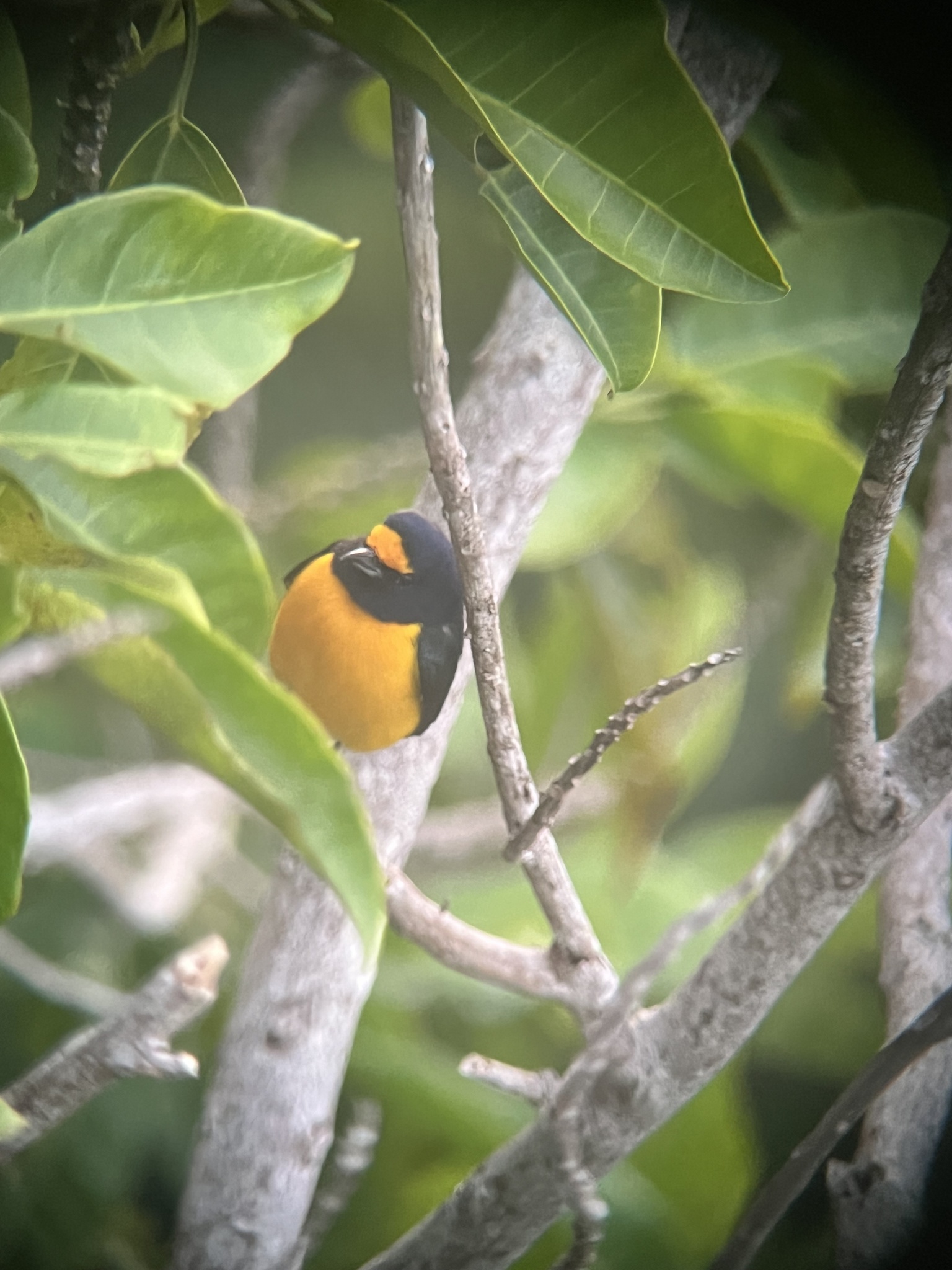 White-vented Euphonia (Euphonia minuta), photo 10