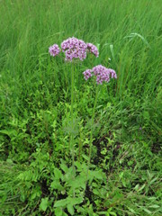 Valeriana amurensis