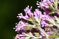 Valeriana amurensis