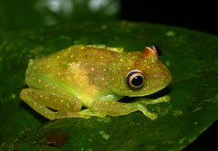 Boana cinerascens