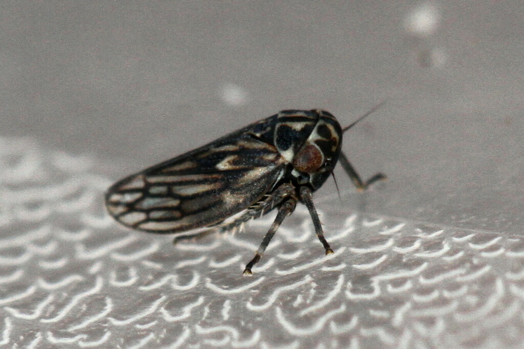 Agallia venosa