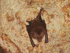 Brown Flower Bat photo 4
