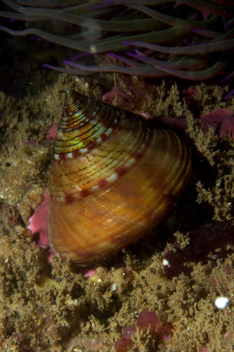European Painted Top Shell