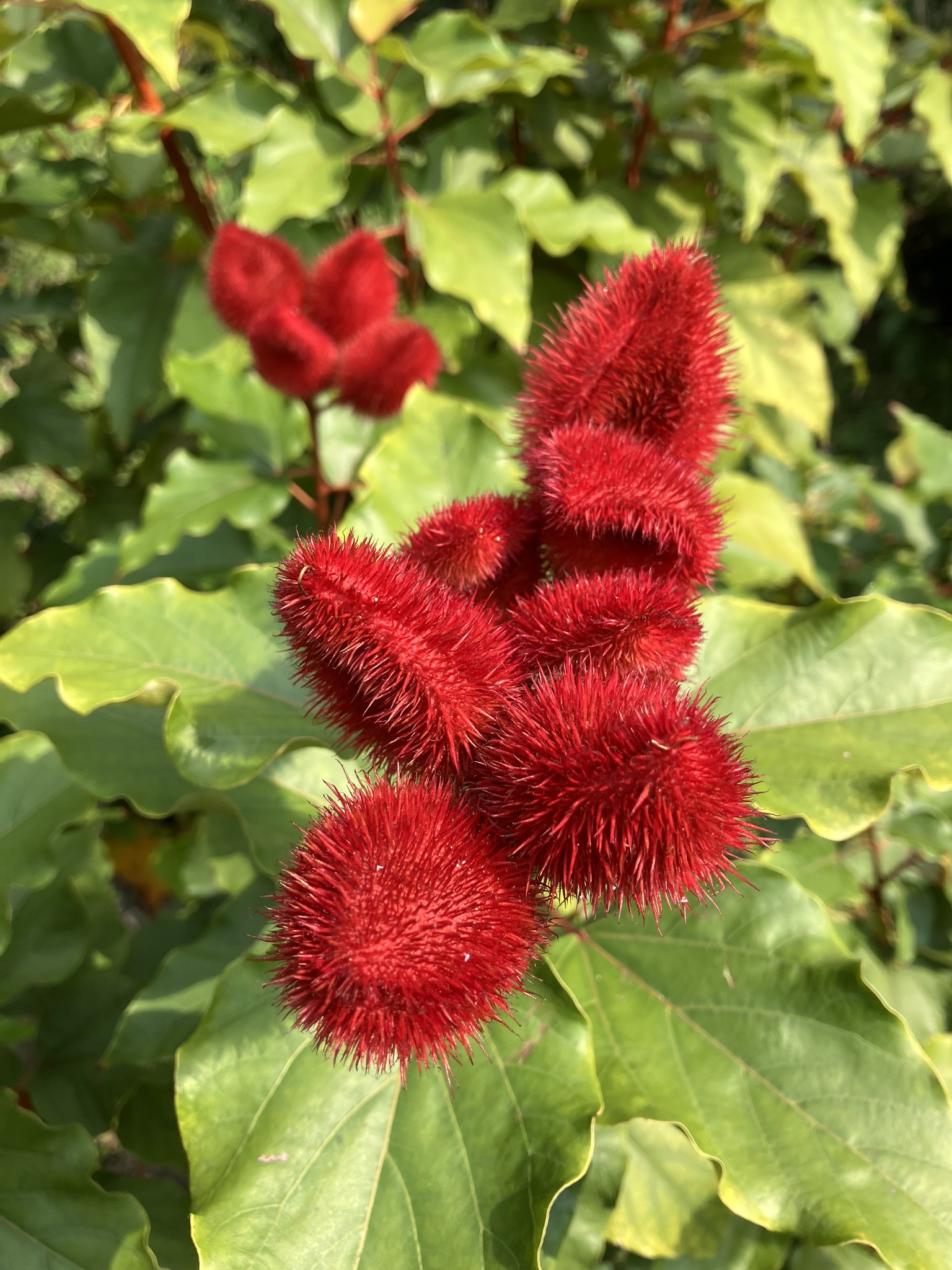Imagem de Urucum