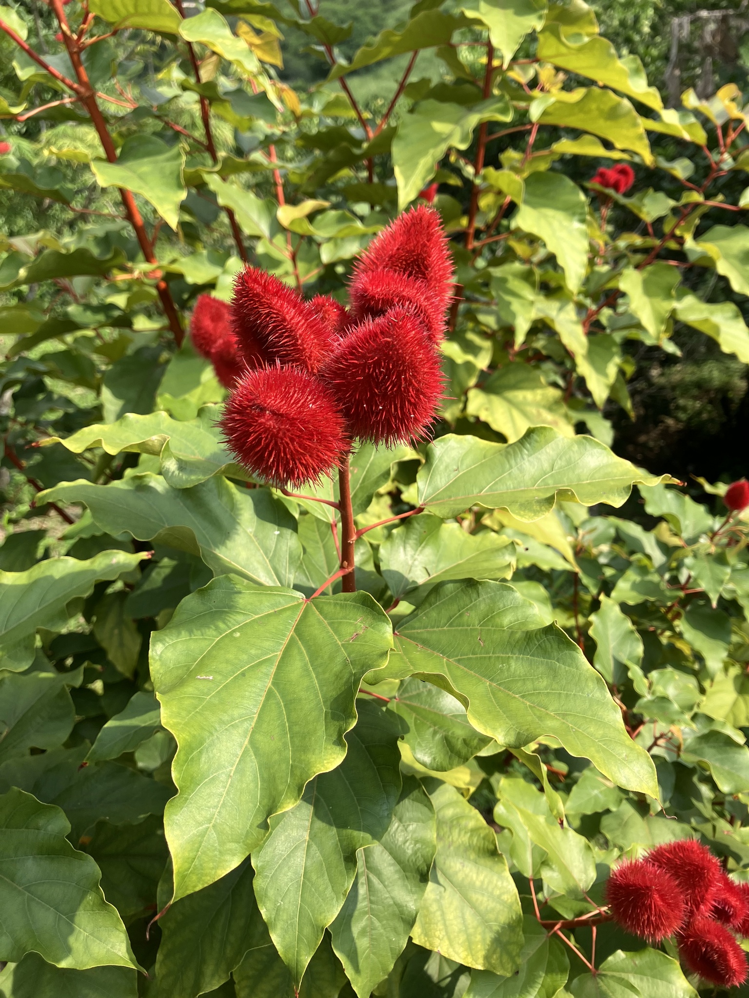 Imagem de Urucum