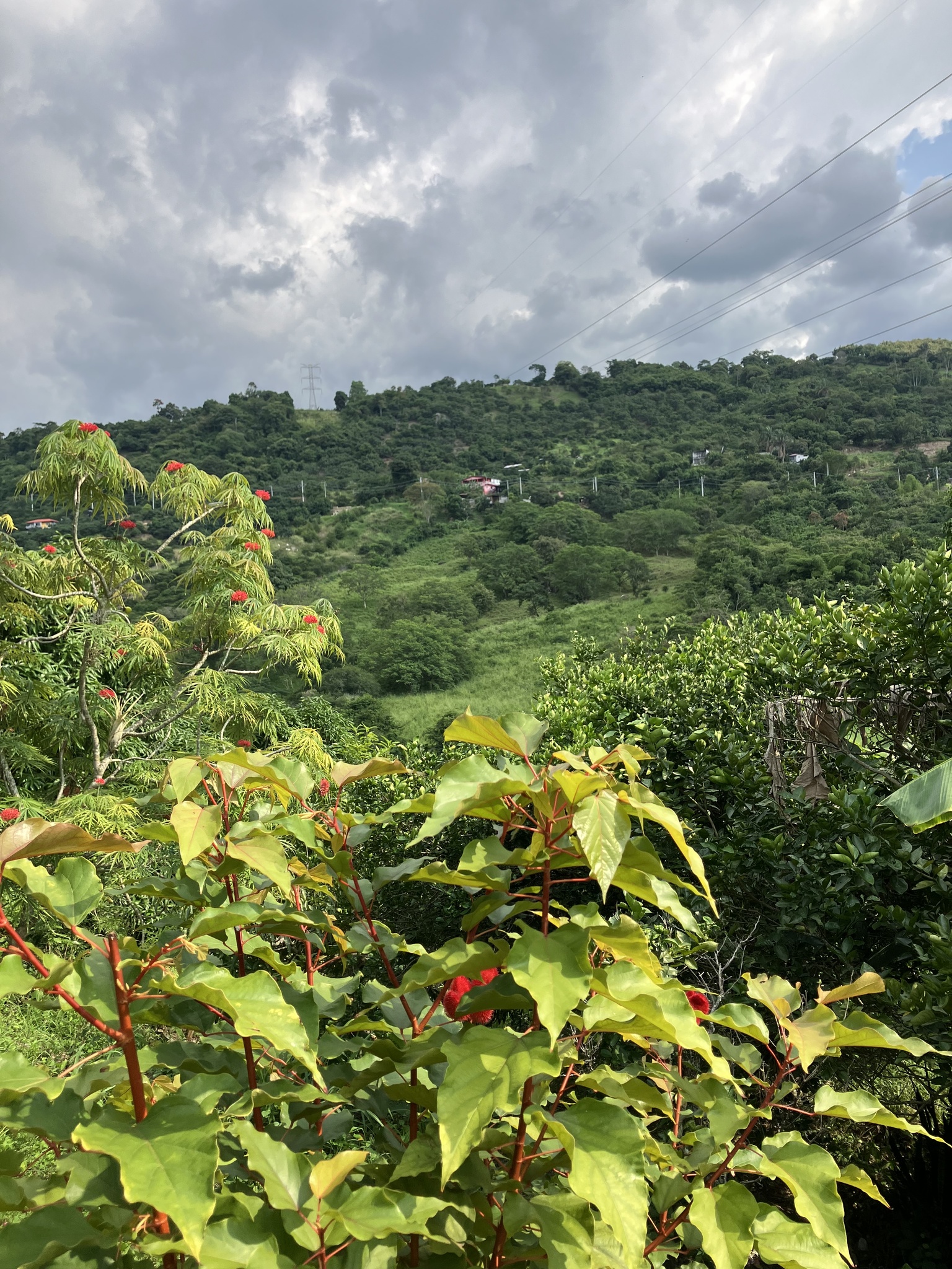 Imagem de Urucum