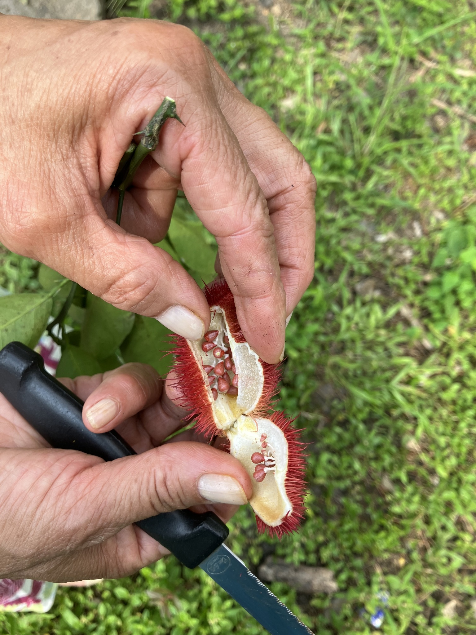 Imagem de Urucum