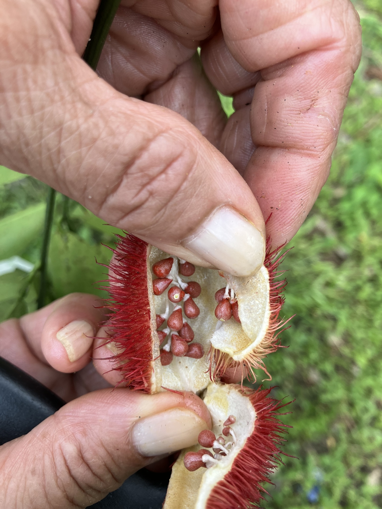Imagem de Urucum