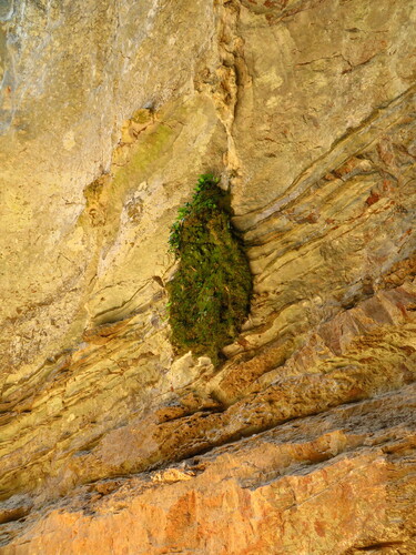 Hymenasplenium cardiophyllum iNat (2)