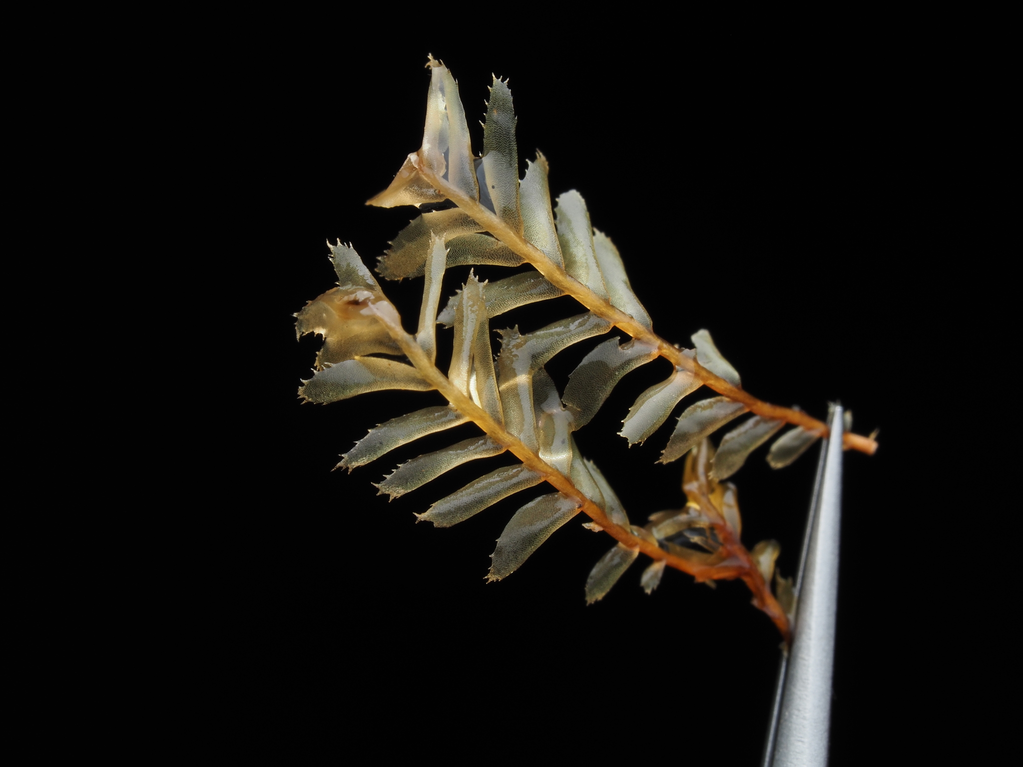 Plagiochila gymnocalycina