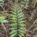 Chain Ferns - Photo (c) Janet Wright, some rights reserved (CC BY-NC), uploaded by Janet Wright