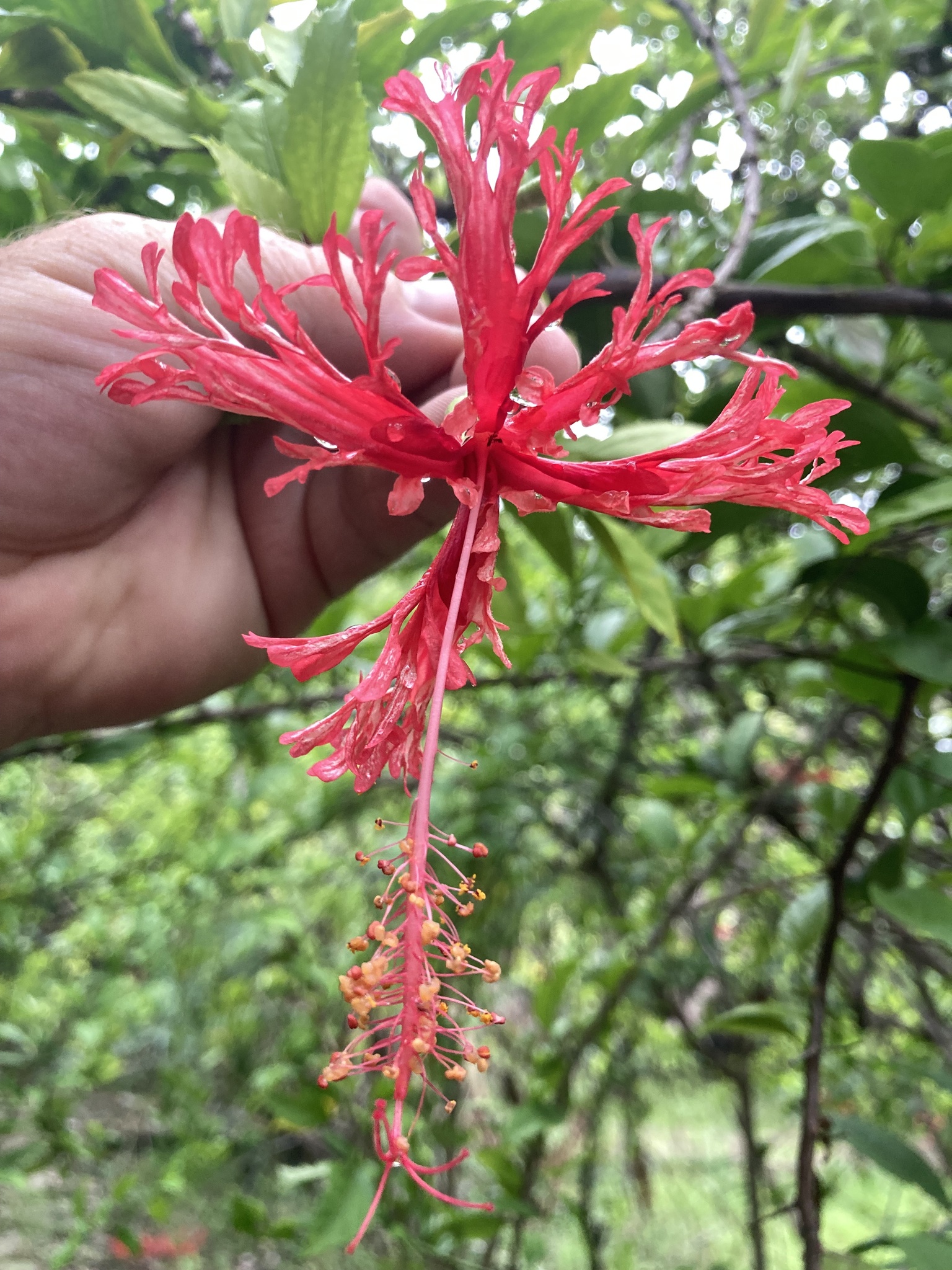 Imagem de Hibisco-aranha