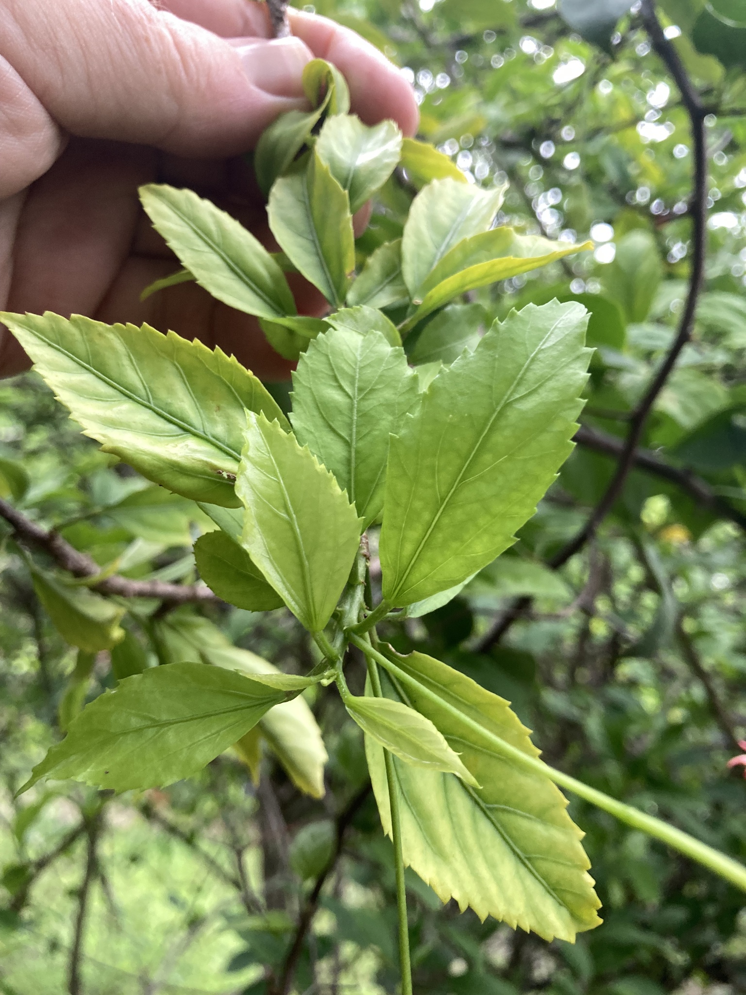 Imagem de Hibisco-aranha
