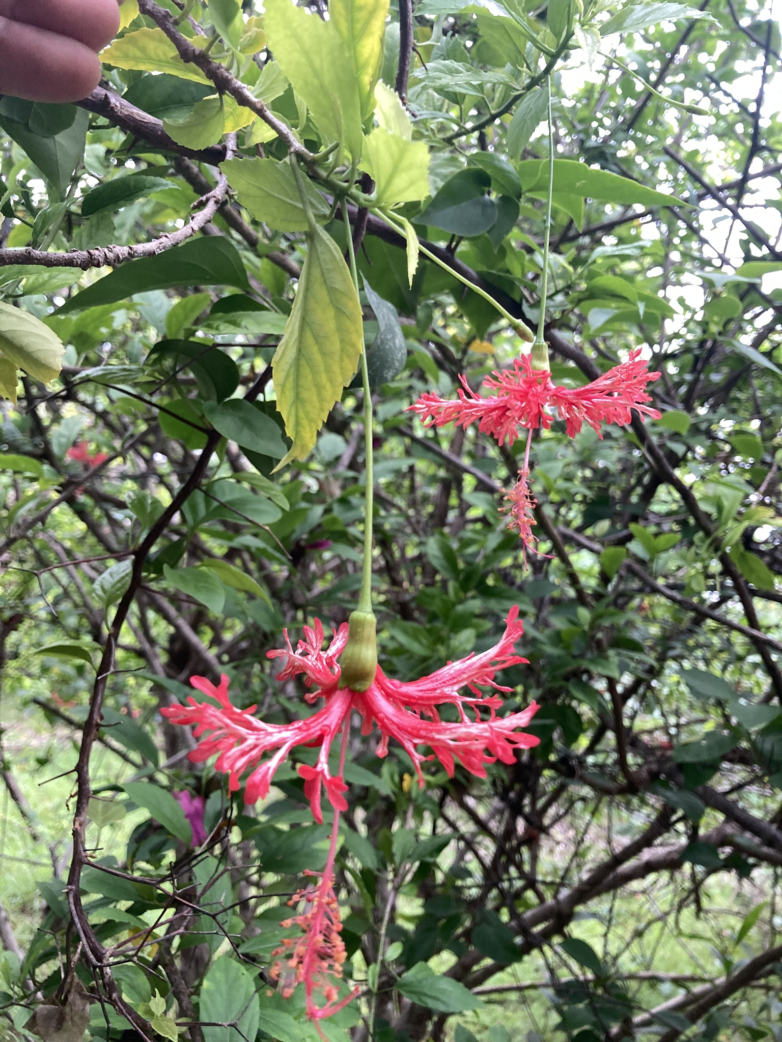 Imagem de Hibisco-aranha