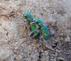 Cicindela ohlone