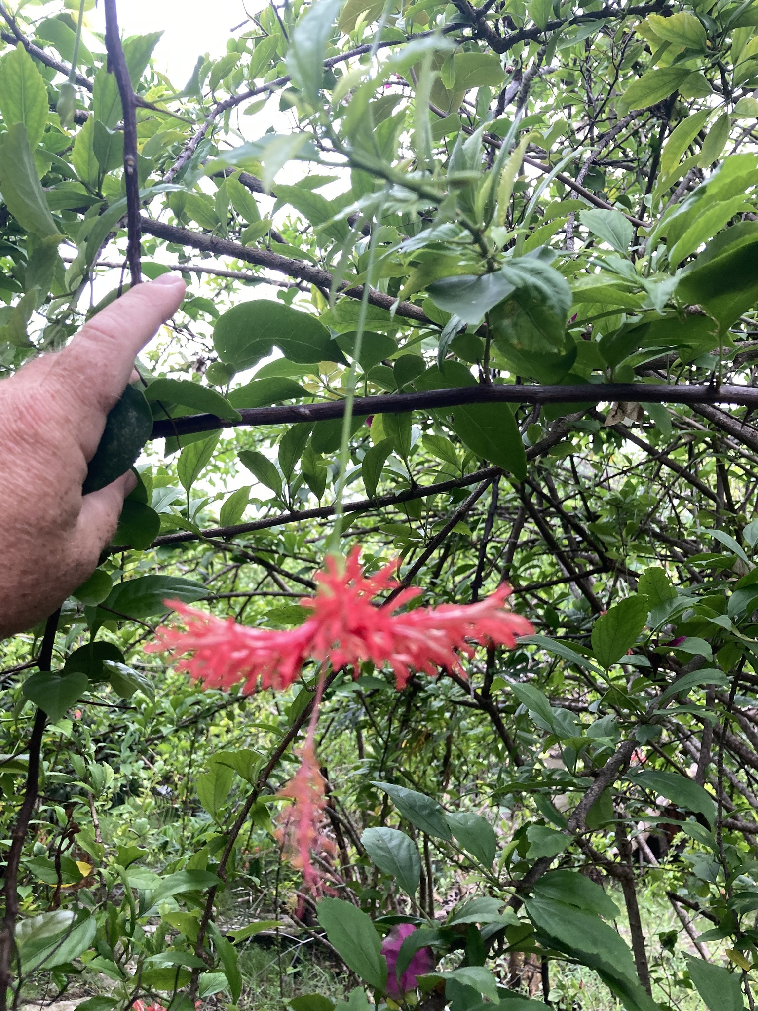 Imagem de Hibisco-aranha