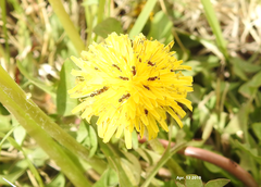Tetramorium tsushimae