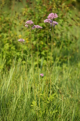 Valeriana amurensis