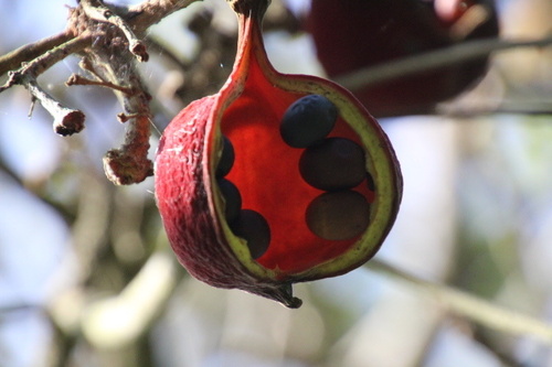 Sterculia dawei Sprague 3