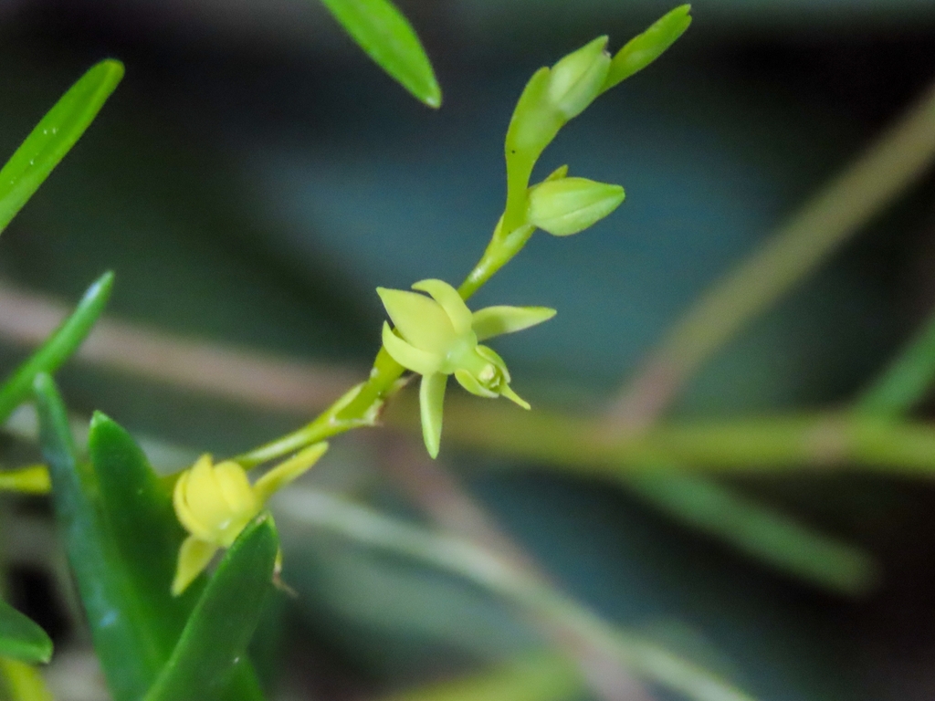 Epidendrum paranthicum