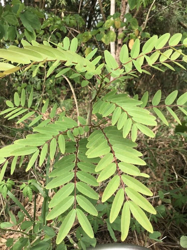 Kassod Tree