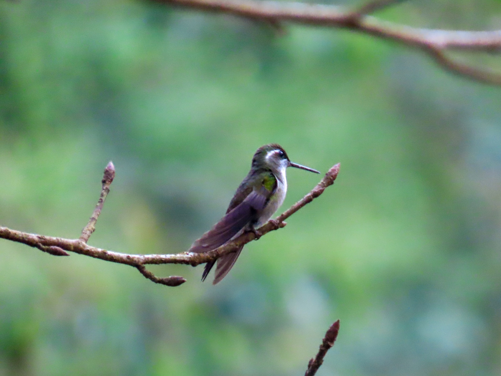 Green-throated Mountaingem (Lampornis viridipallens), photo 4