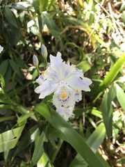 Iris japonica