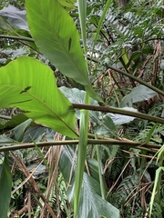 Alpinia uraiensis
