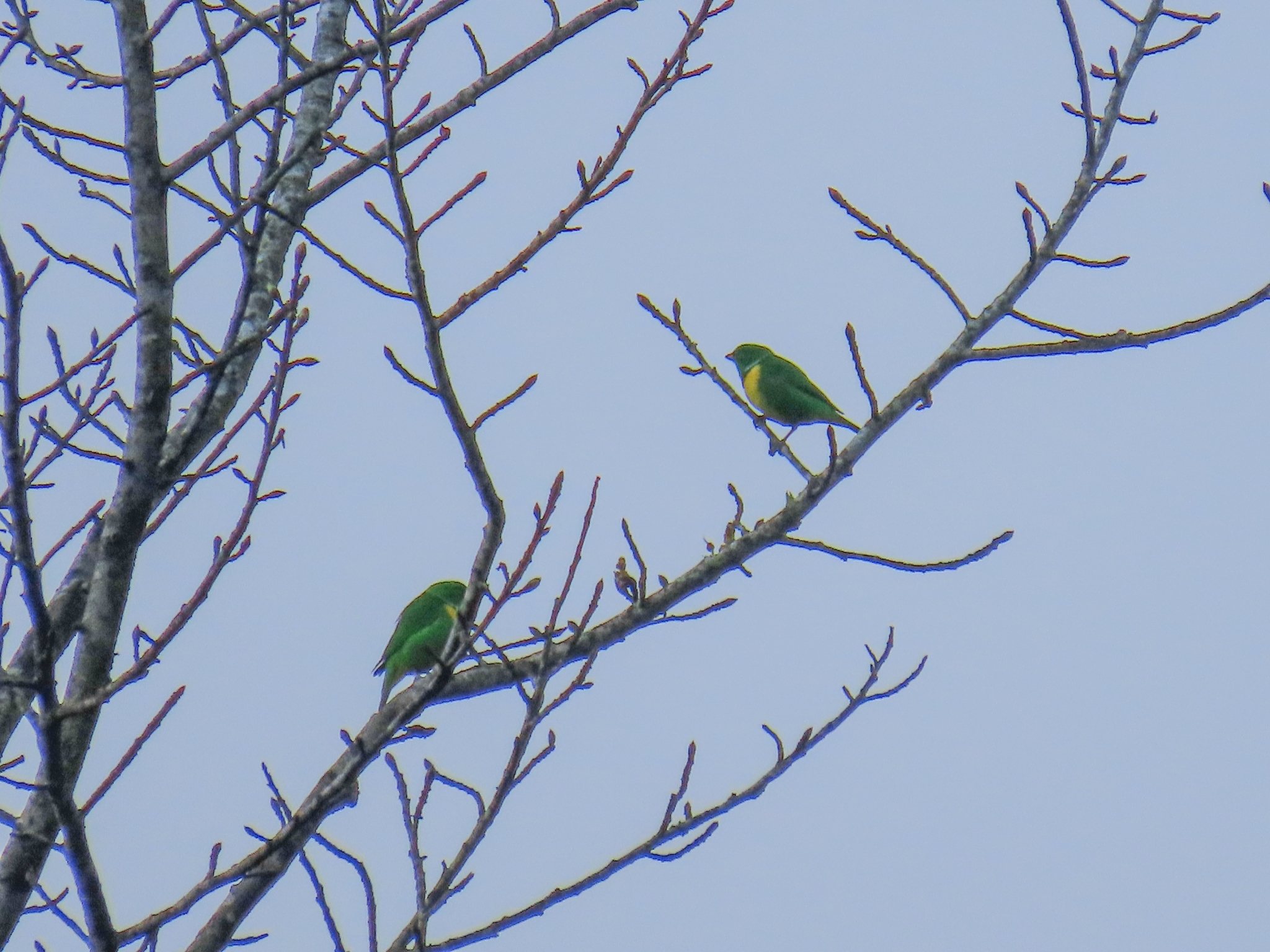 Blue-crowned Chlorophonia (Chlorophonia occipitalis), photo 2